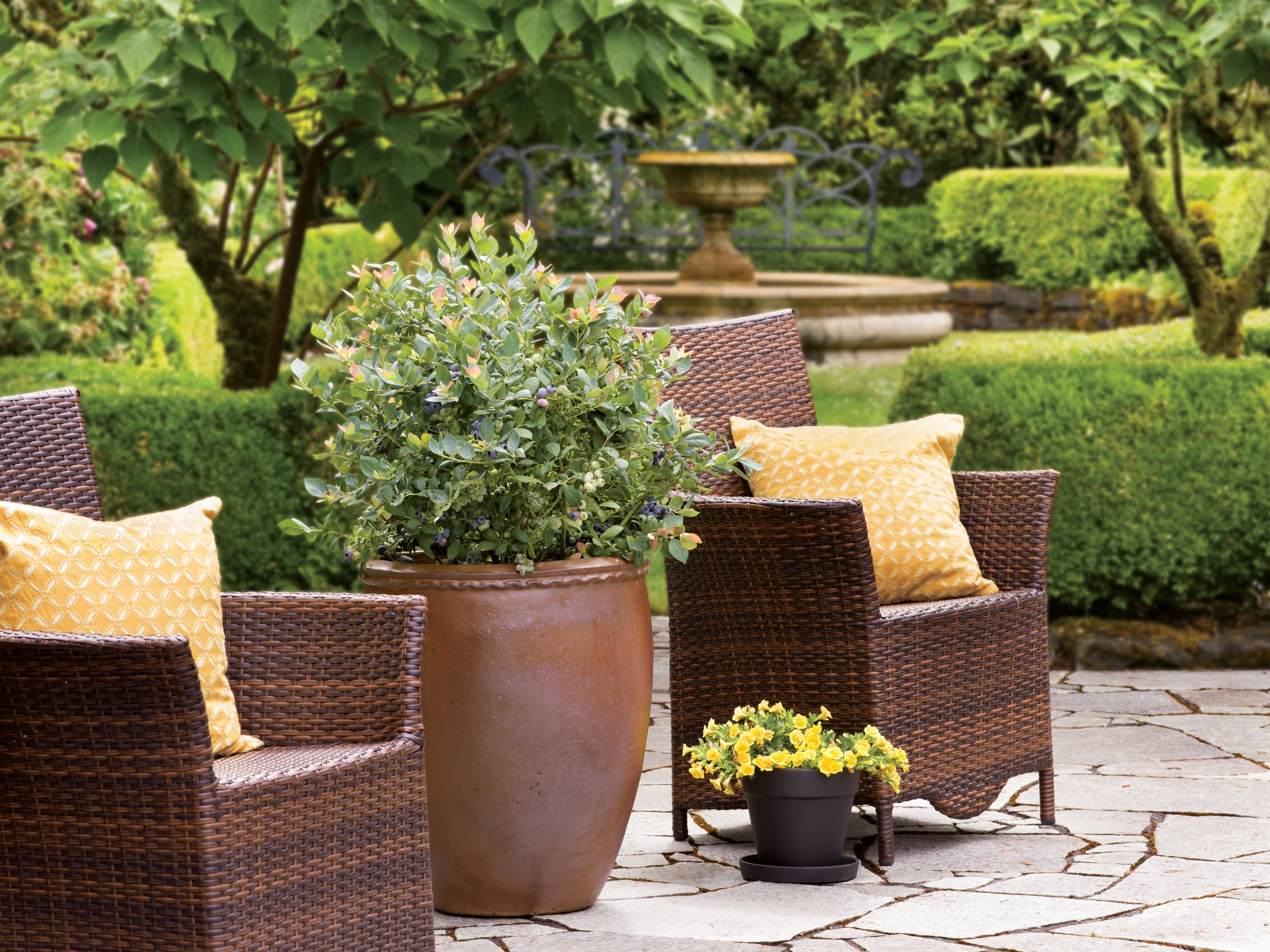 3.5 In. Bushel and Berry® 'Pink Icing' Blueberry Plant