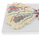 thumbnail image 4 of Modelo De Alvéolos Pulmonares Agrandados, Sistema Respiratorio Modelo Herramientas De Enseñanza Escolar perfke Estatua de alvéolos pulmonares humanos, 4 of 8