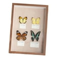 thumbnail image 3 of Real Butterfly Specimen Random Happy Birthday Gift Butterflies Hanging Wall Photo Frame Ornament Home Christmas Decorations, 3 of 9