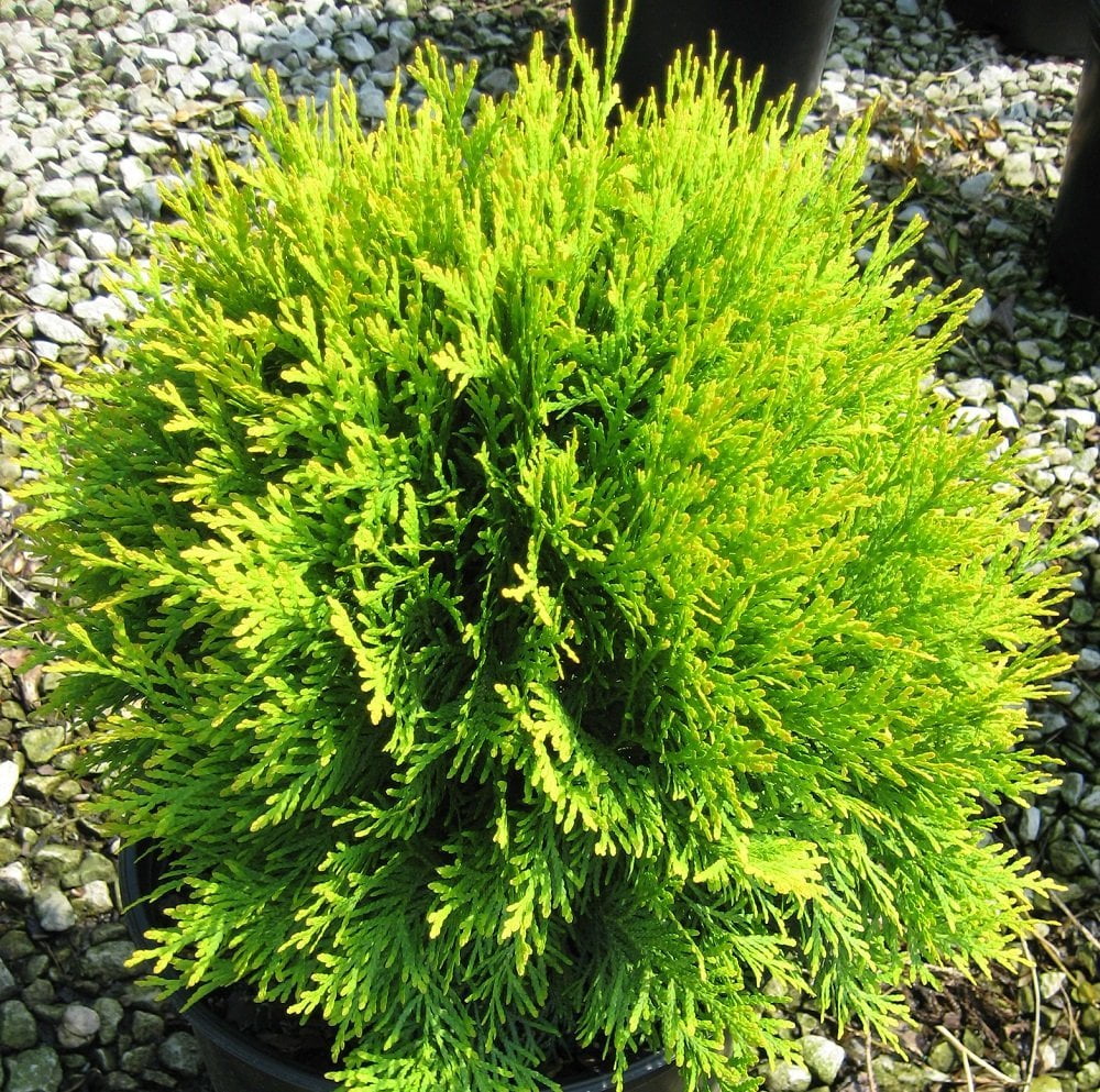 Golden Globe Arborvitae 4" pot Thuja