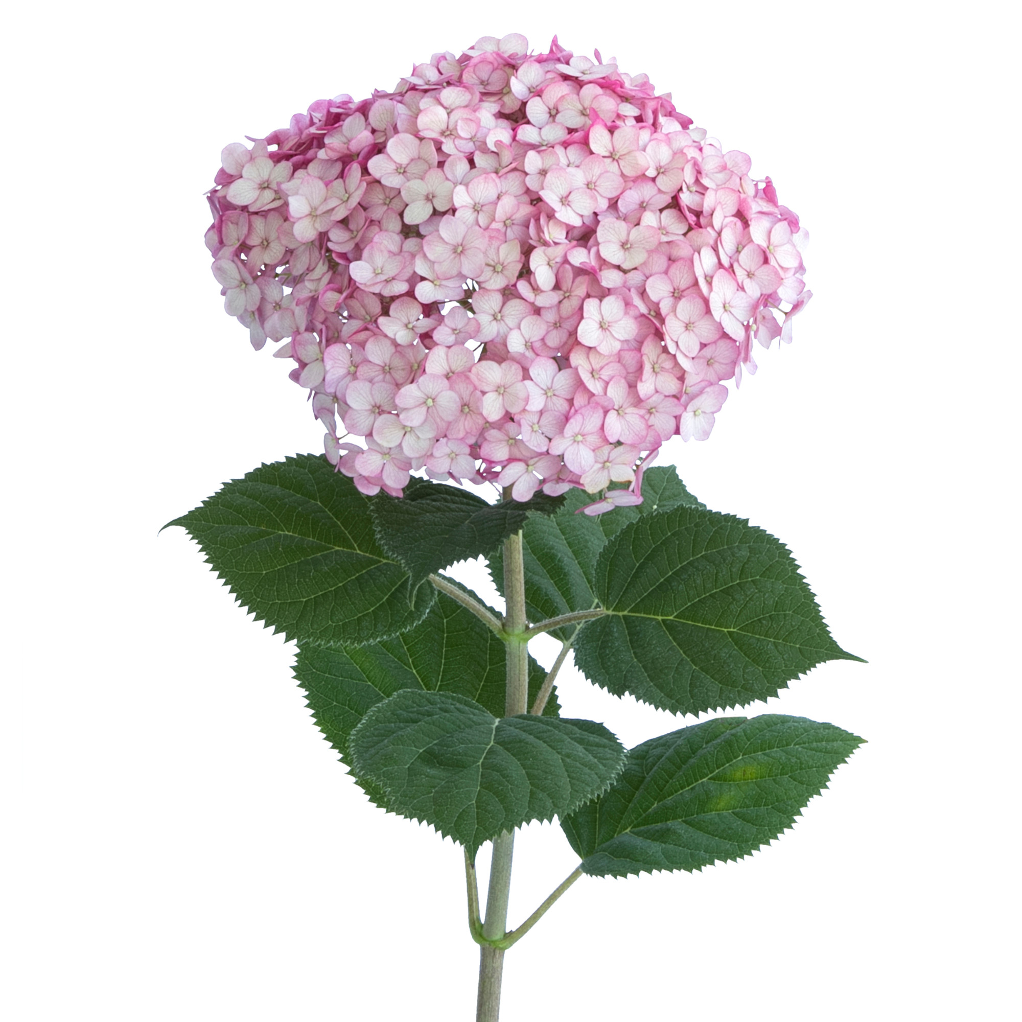 Proven Winners ColorChoice 6" Pink Incrediball Blush Smooth Hydrangea Live Plant in 7.5" Pot