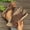 Coffee, variant on Viluyesy Womens Comfort Sandals, Open Toe Arch Support Wide Width Ladies Casual Holiday Shoes Coffee US5.5