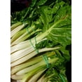 thumbnail image 1 of 250 Graines d'Épinards Beta Vulgaris à Nervures Blanches, à Carde Suisse Barrée, 1 of 3