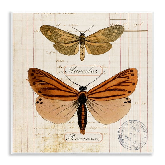 Stupell Industries Butterfly Latin Studies Insects Painting Unframed Art Print Wall Art, 12 x 12
