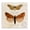 Butterfly Latin Studies, variant on Stupell Industries Cottage Speckled Butterfly Sketch Canvas Art, 17 x 17, by Susan Arnot