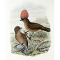thumbnail image 2 of Gould, John 12x14 White Modern Wood Framed Museum Art Print Titled - Orange-Crested Bower-Bird, 2 of 4
