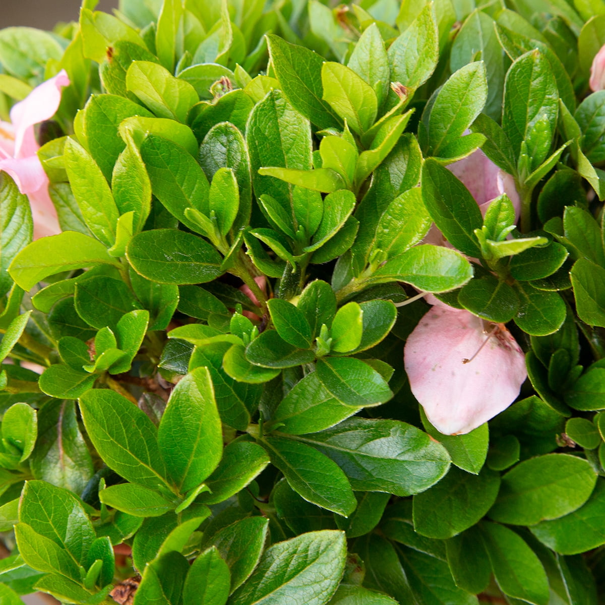 Encore Azalea Autumn Debutante (1 Gallon) Pink Flowering Shrub - Full Sun Live Outdoor Plant