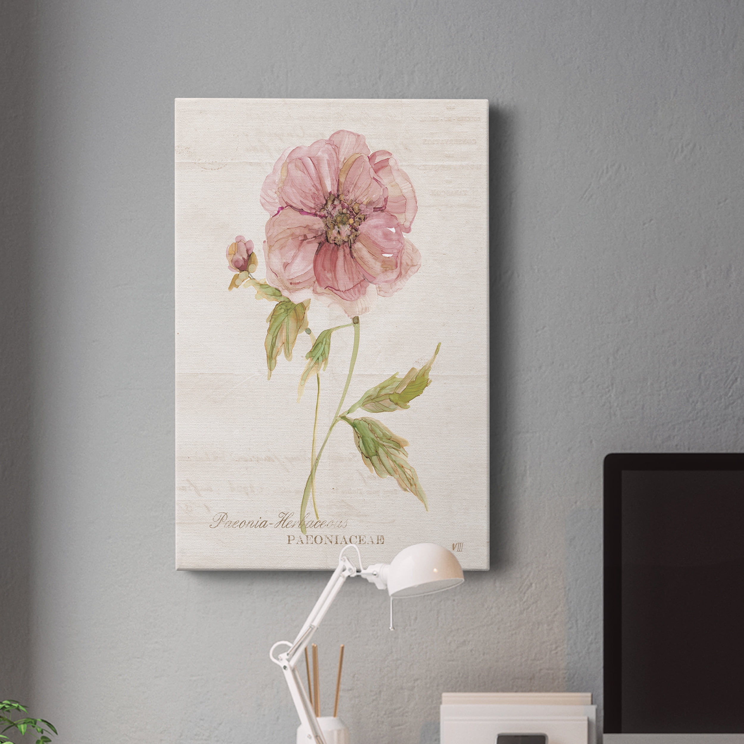 Soft Peony Premium Gallery Wrapped Canvas - Ready to Hang - 24 x 36