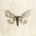 thumbnail image 2 of Incado 26x26 Black Ornate Wood Framed with Double Matting Museum Art Print Titled - Sepia Moth, 2 of 4