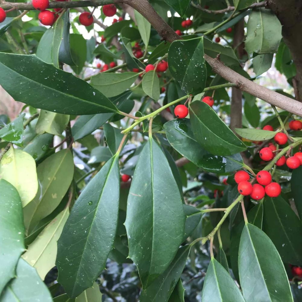 Expert Gardener 3-4 ft tall Eagleston Holly Live Tree in 7-Gallon Grower Pot