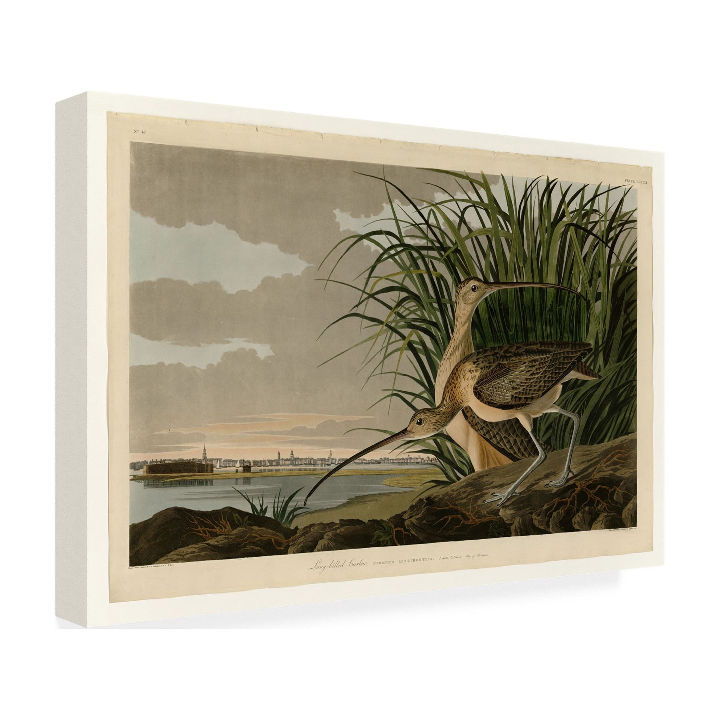Trademark Fine Art "Long Billed Curlew" Canvas Art by John James Audubon