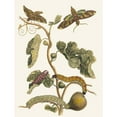 thumbnail image 3 of Maria Sibylla Merian 15x18 Black Modern Framed Museum Art Print Titled - America Fig Tree (1705), 3 of 5