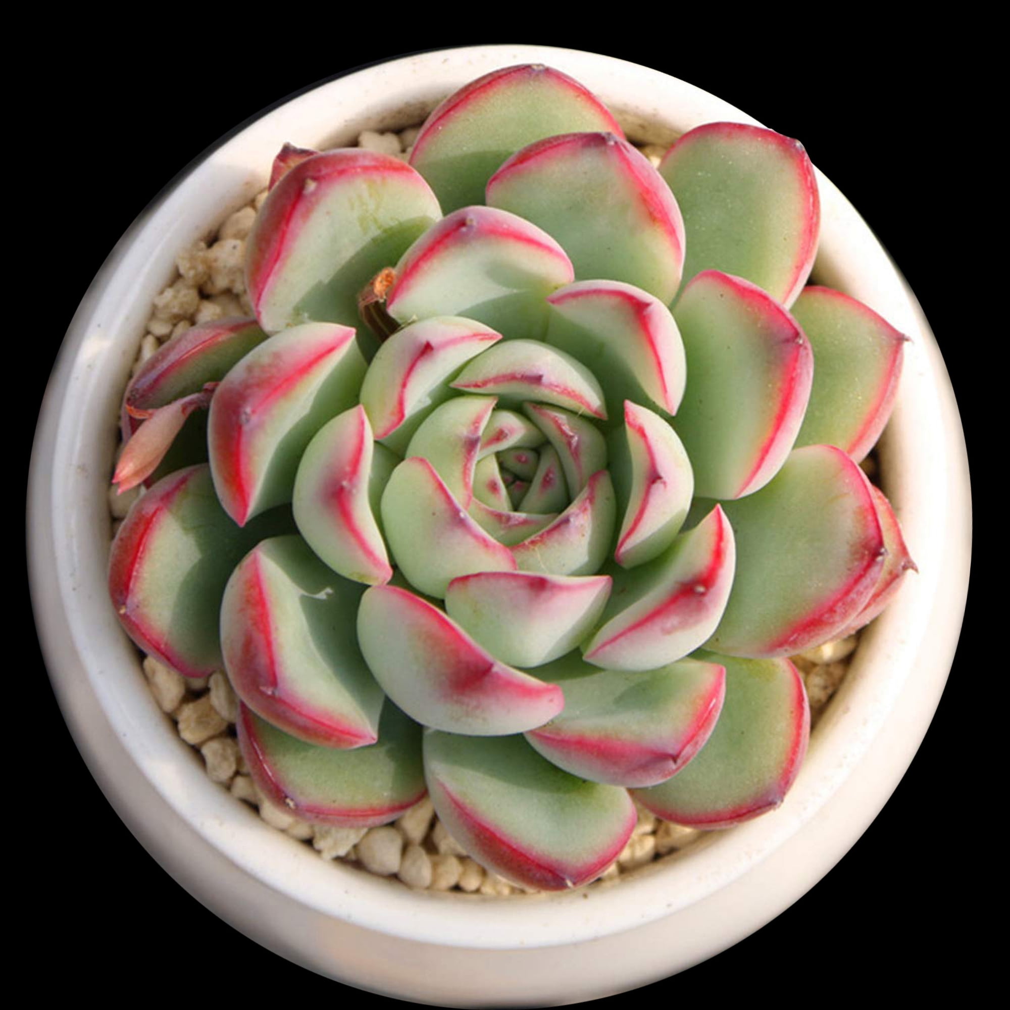 ‘Jade Necklace’ Fully Rooted in 2” Pot Details about   Live Rare Succulent Plant Crassula cv