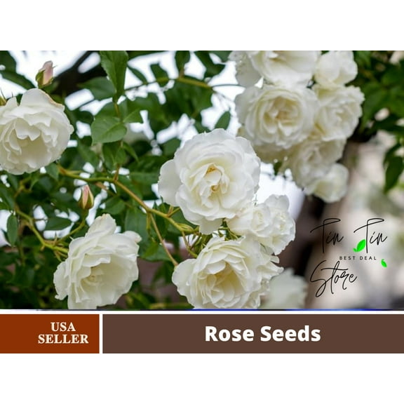 30 Rare seed-White Climbing Rose Seed-#1100-Authentic Seeds-Flowers-Seeds-Rose seeds-Herb seeds-Vegetable Seeds-Mix Seeds for Plant- B3G1