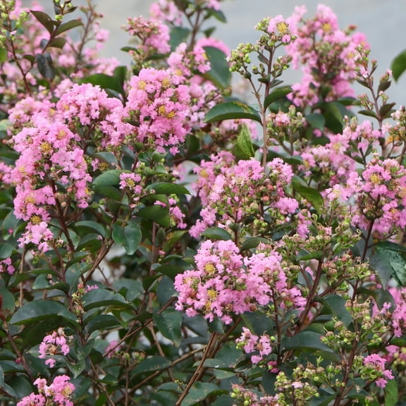 3 gal. Live Shrub Crape Myrtle Bellini Guava Condition with Full Sunlight