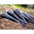 thumbnail image 2 of TomorrowSeeds - Black Nebula Carrot Seeds - 1000+ Count - For 2026 Planting Noir Galaxy Obsidian, 2 of 9