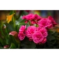 thumbnail image 4 of 10 Seeds BRIGHT PINK DOUBLE BEGONIA Tuberosa Tuberous Begonia Shade Flower Seeds, 4 of 8