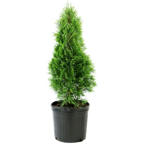 National Plant Network Live Shrub 3 gal Arborvitae 'Emerald Green' with Full Sunlight