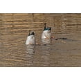 thumbnail image 2 of Jaynes Gallery 32x23 Gold Ornate Wood Framed with Double Matting Museum Art Print Titled - USA-Colorado-Loveland Male mallard ducks diving for food in lake, 2 of 4