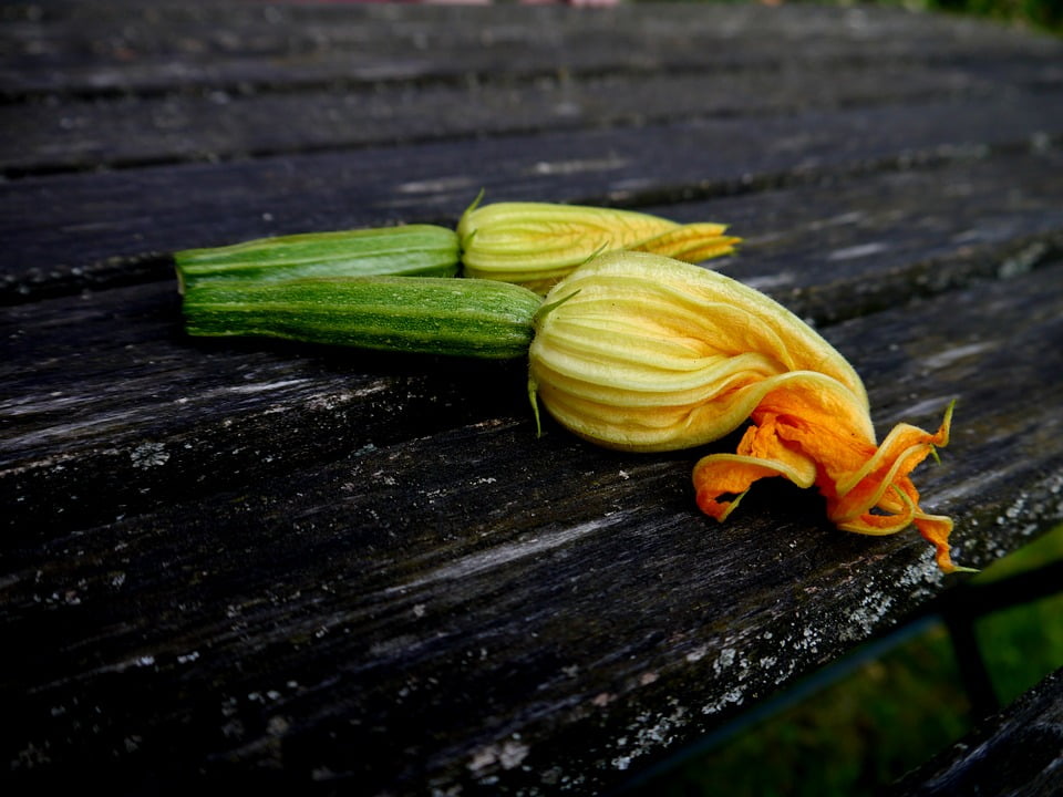 Framed Art for Your Wall Zucchini Flower Zucchini Flower Blossom Bloom