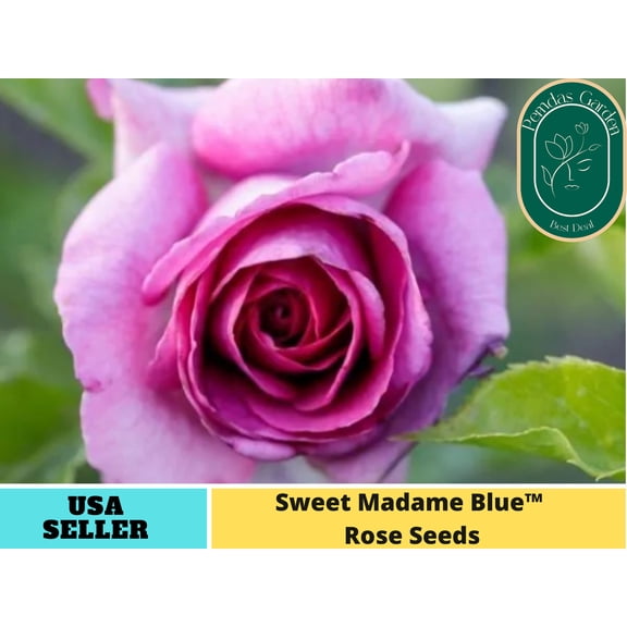 32  Seeds|Purple Sweet Madame Blue Rose Rose Seeds - Authentic Seeds - Perennial~ GMO Free ~Flower seeds~ ~ Asian Garden~ Herbs B5G1#1042