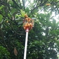 thumbnail image 4 of Speravity Recolector de frutas fácil de Metal para recoger frutas sin esfuerzo, cesta recolector de frutas de Metal, herramienta para recoger Jardín y Patio, 4 of 6