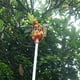 thumbnail image 2 of Eigraketly Herramienta roja práctica y práctica para recoger frutas, cesta para recoger frutas y productos frescos Jardín y Patio, 2 of 6