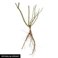 thumbnail image 3 of Lady in Red Dormant Bare Root Climbing Rose, 1-Pack, 3 of 3
