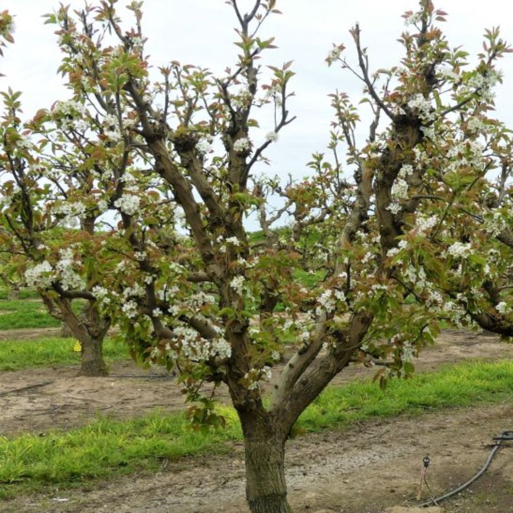 Expert Gardener 1- 1.5 ft  Shinsike Asian Pear Live Tree in 1-Gallon Grower Pot