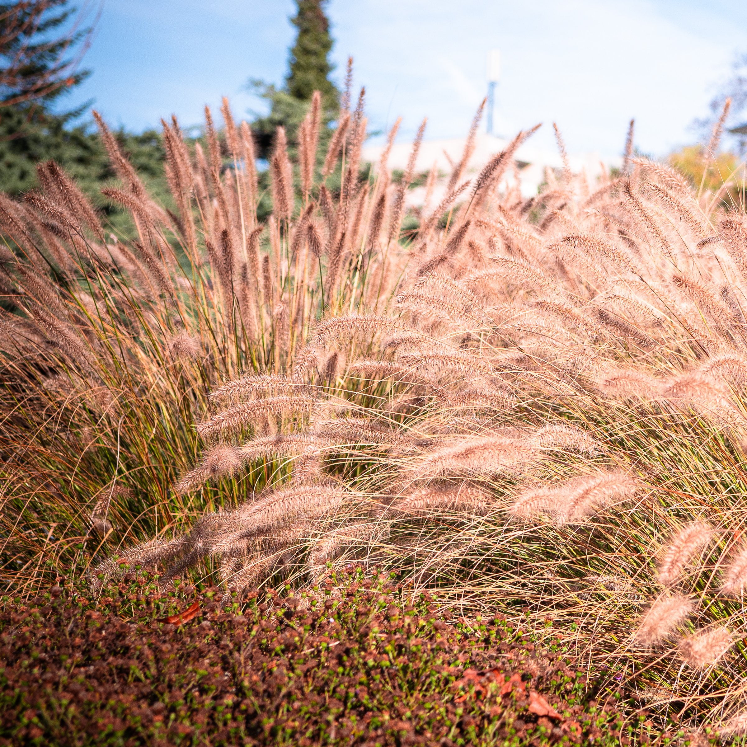 National Plant Network 4 in. Dwarf Fountain Live Ornamental Grass Hamelin (3-Pack)