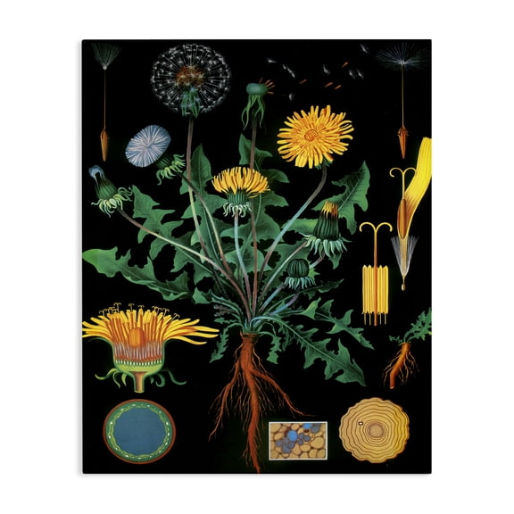 Stupell Industries Dandelion Botanical Illustration Canvas Wall Art, design by Vintage Hustle