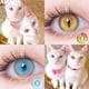 thumbnail image 2 of AMARA-lentes de contacto para ojos de gato, lentes de contacto de Color azul, maquillaje anual, belleza de Halloween, lentillas amarillas, 2 of 4