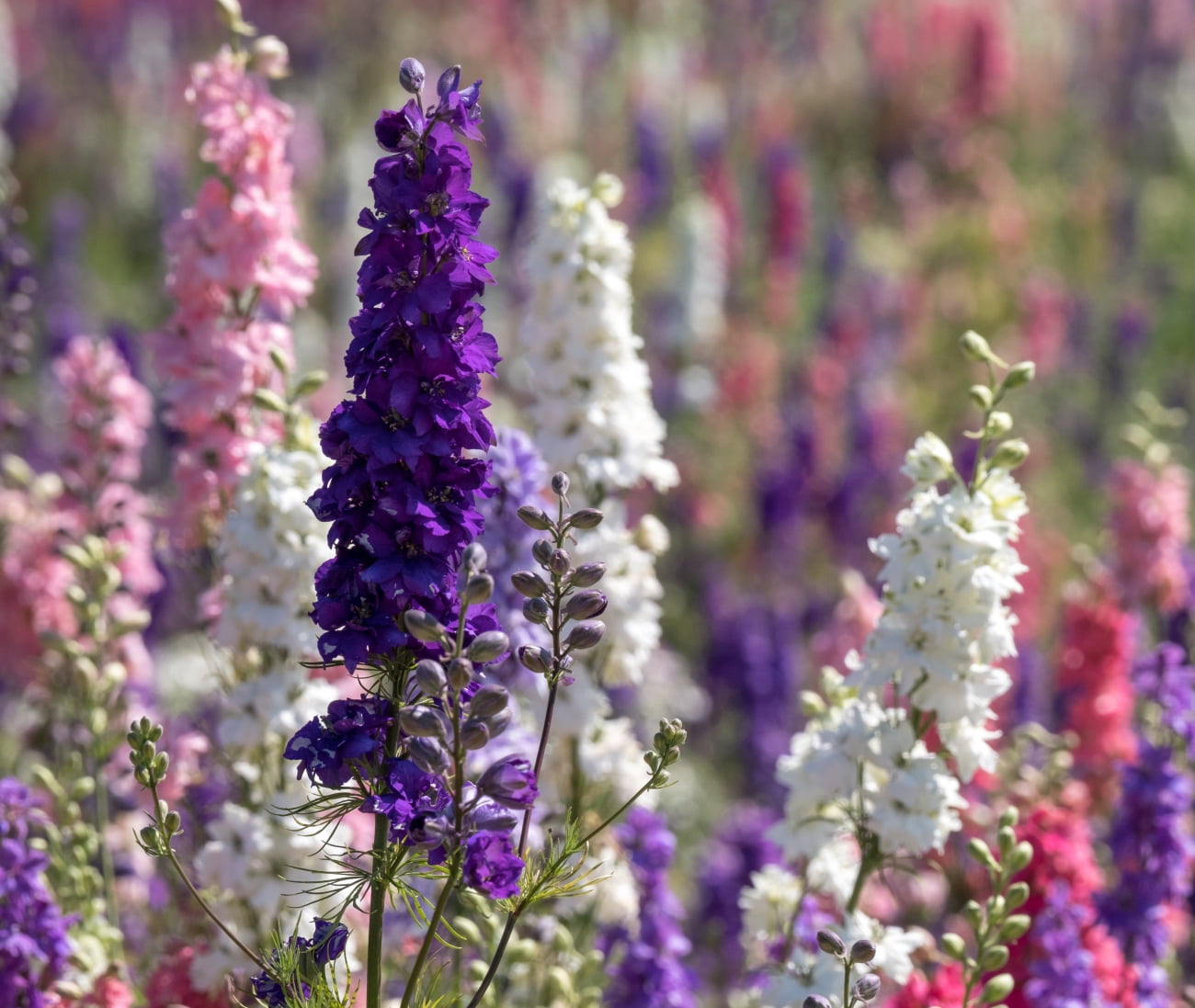 Earthcare Seeds Delphinium Giant Imperial Larkspur 300 Seeds