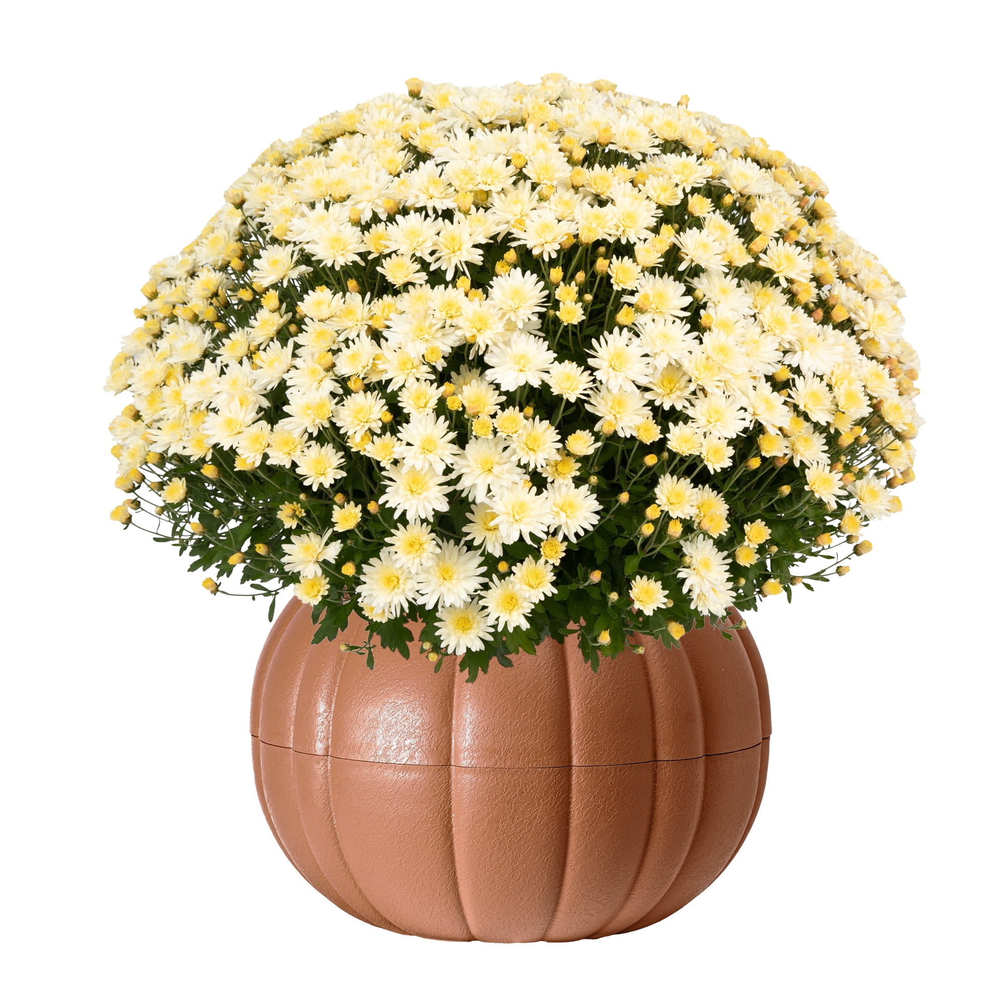 Better Homes & Gardens Assorted Mum Plant in Terracotta Clay Colored Pumpkin Planter, 3.0QT