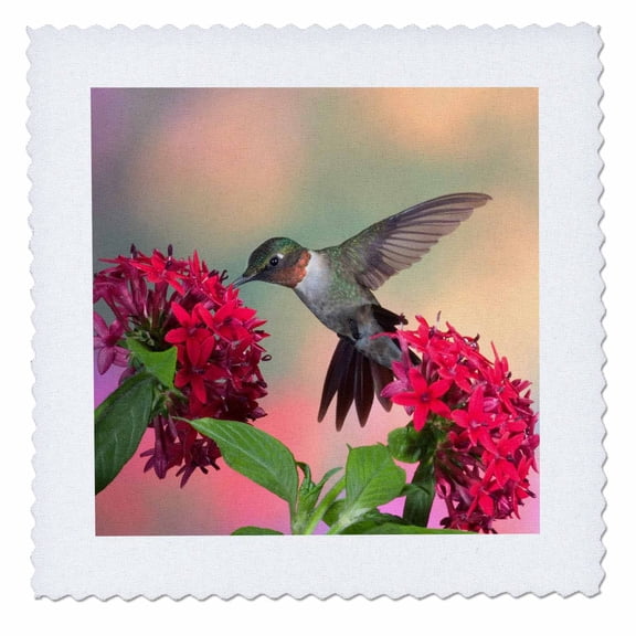 3dRose, Ruby-throated Hummingbird on Red Pentas. Marion, Illinois, USA., 10x10 inch quilt square