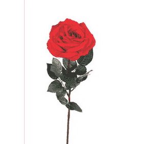 I Love You (Paperback)