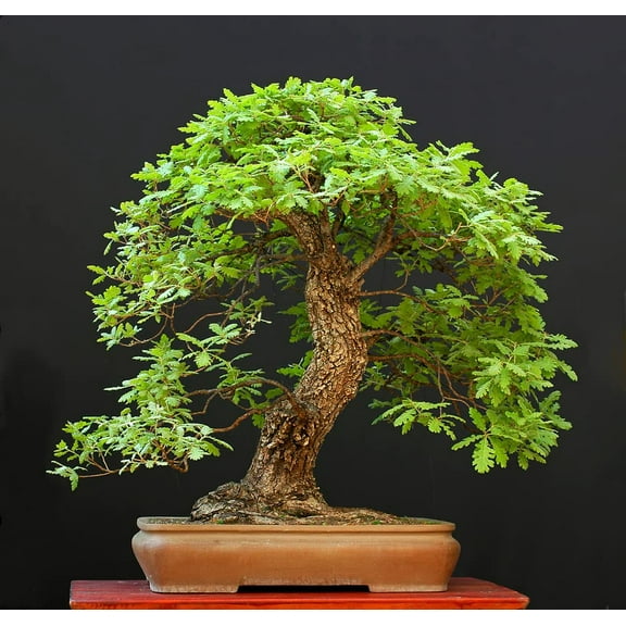 White Oak Bonsai Tree Seeds for Planting | 5 Big Healthy Seeds | White Oak is Prized for Attractive Look and Wood