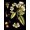 Unframed, variant on Art.com Black Background Floral Studies I Art Print by Vision Studio, Black Frame Wall Art, 32" x 40"