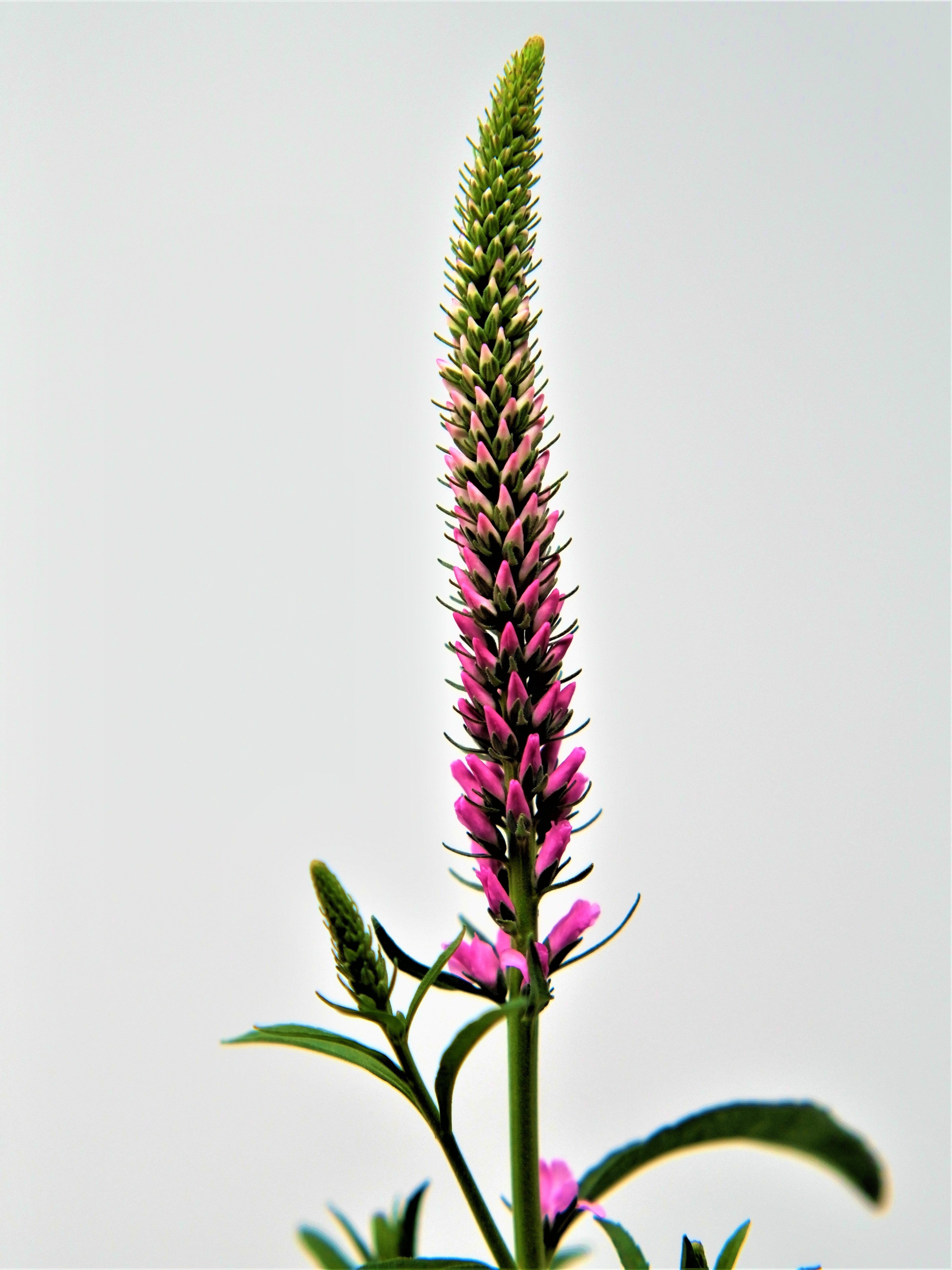 Expert Gardener Outdoor Live Plant Veronica Speedwell Giles Van