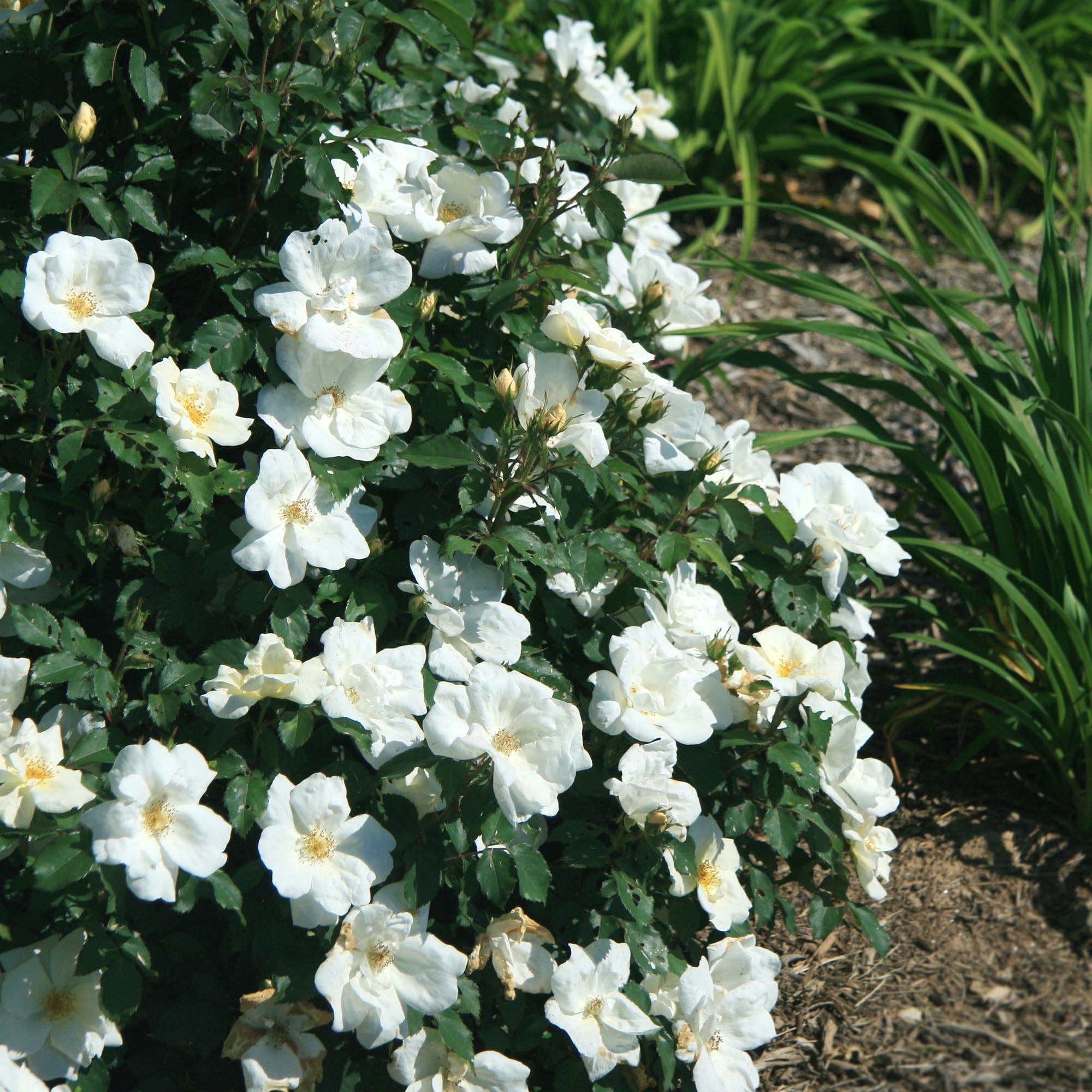 The Knock Out® Family of Roses 'The White Knock Out® Rose' Live Shrub in 1-Gallon Grower Pot