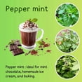 thumbnail image 2 of 2 Peppermint Plants Live Clumps Potted, Size 5-9" in Tall, Fresh Mints Herb for Indoor Outdoor Growing, Culinary Gardening, Cold Hardy and Fast-growing, 2 of 6