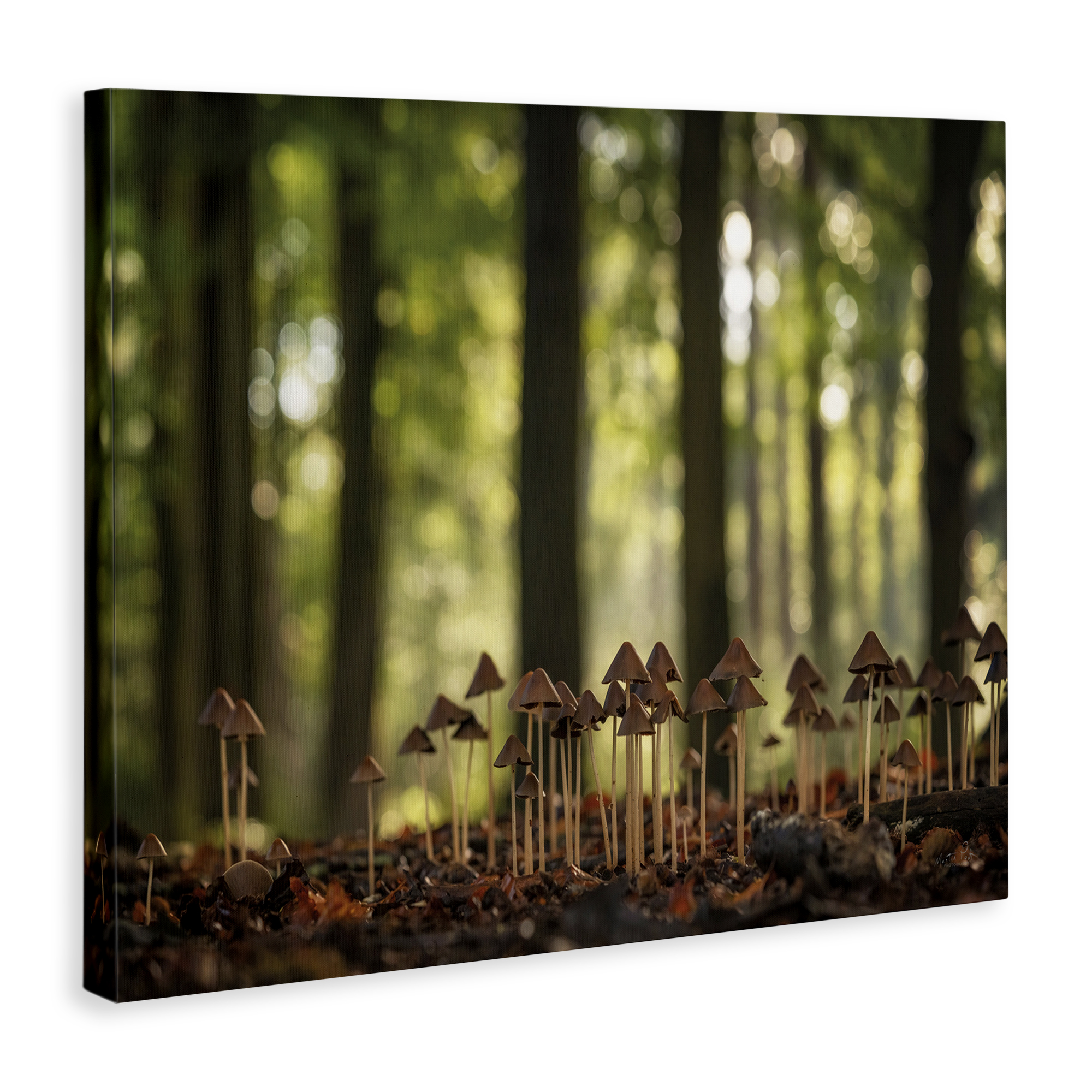 Stupell Industries Mushroom Sprouts in Forest Botanical & Floral Photography Gallery Wrapped Canvas Art Print Wall Art, 48 x 36