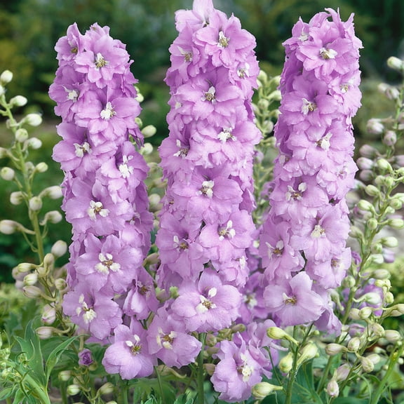Larkspur Delphinium Lilac Pink with White Bee Flowers - 200 Seeds