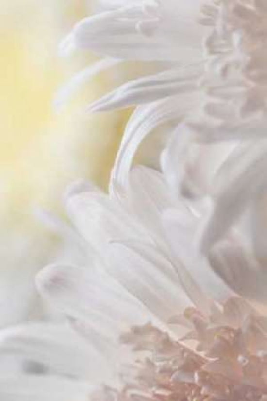 Chrysanthemum I Can