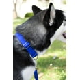 thumbnail image 3 of LAICAIW Royal Blue Large Martingale Heavyduty Nylon Dog Collar, 3 of 7