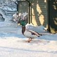 thumbnail image 4 of Acrylic Duck Yard Ornaments - Double-Sided Garden Stake Decorations, Ground Insert Animal Sculpture Statue for Lawn, Patio, Farmhouse Outdoor Yard Art & Garden Decor, 4 of 6