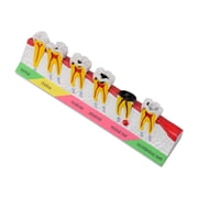 Dental Disease Progression Model, Educational Teeth Display for Periodontal Stages