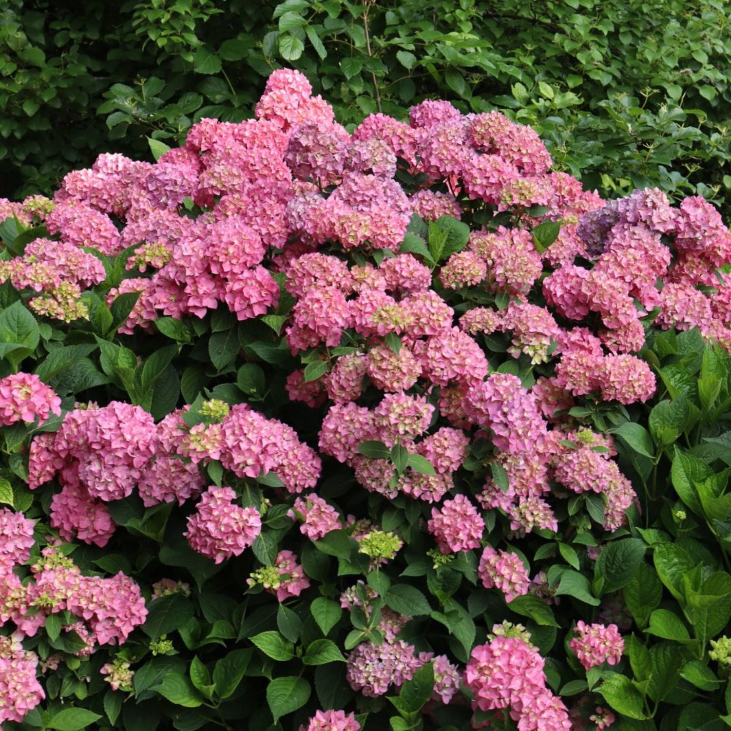 Proven Winners ColorChoice 5" Multicolor Let's Dance Arriba! Reblooming Hydrangea Live Plant in 4.5" Pot (4 Count)