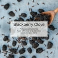 thumbnail image 3 of LITTLE TREES air freshener Blackberry Clove 3-Pack, 3 of 8