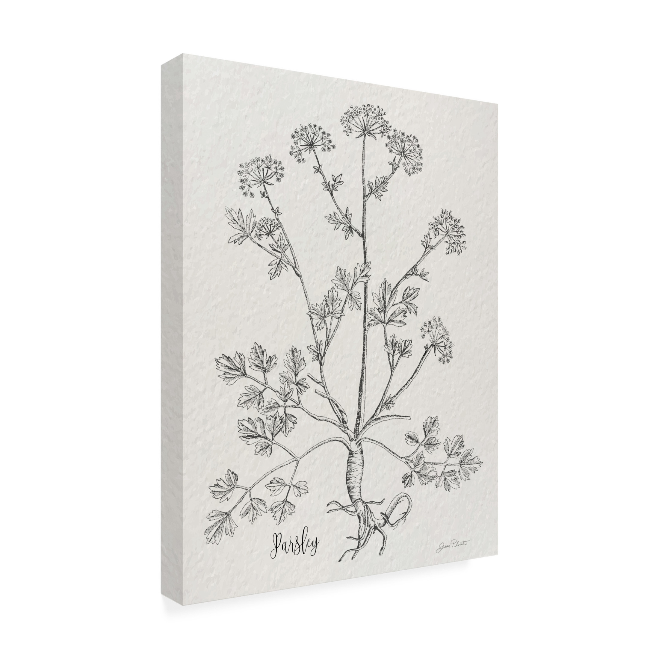 Canvas Wall Art - Jean Plout 'Botanical Studies on Paper B' Wall Art for Living Room, Bedroom, or Office Décor by Trademark Fine Art - 24 x 32 Inches